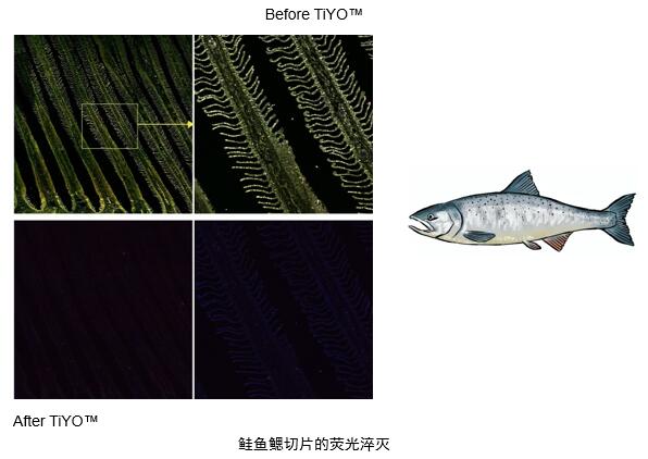 鮭魚(yú)鰓切片的熒光淬滅.jpg
