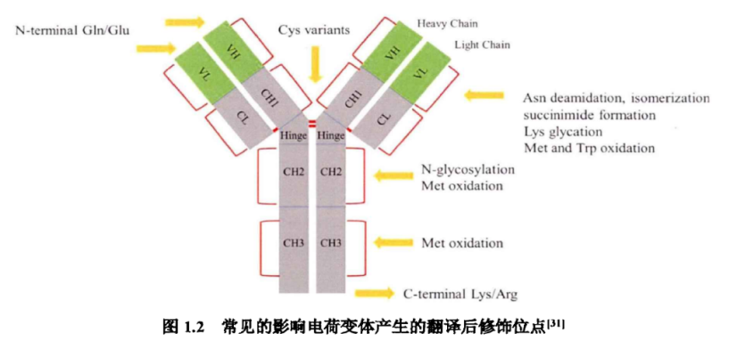 CHO細(xì)胞培養(yǎng)過(guò)程中單克隆抗體堿性電荷變體的表征與優(yōu)化